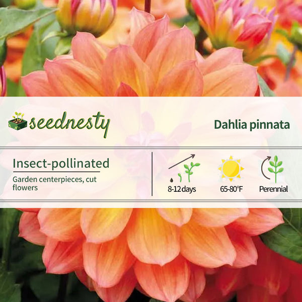 Dahlia 'Firepot' Seeds