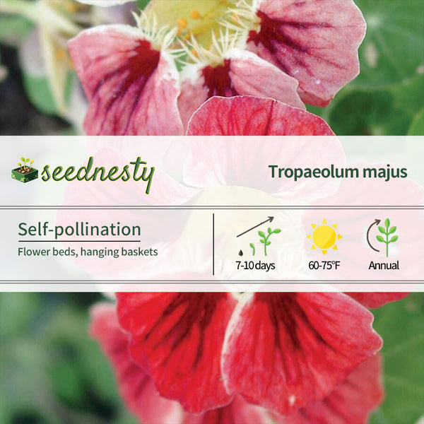 Chameleon Nasturtium Seeds