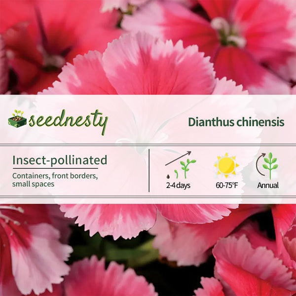 Super Parfait Strawberry Hybrid Dianthus Seeds