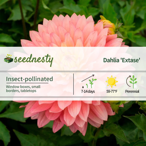 Dahlia 'Extase' Decorative Dahlia Seeds