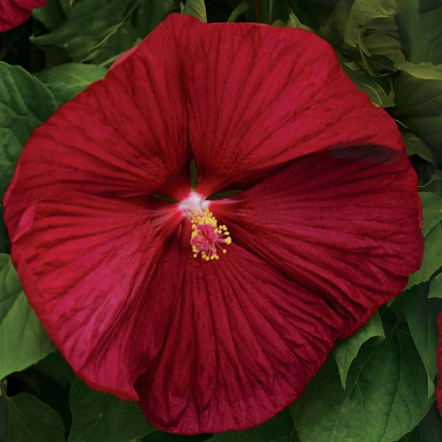 Luna Red Hibiscus Seeds – Seednesty
