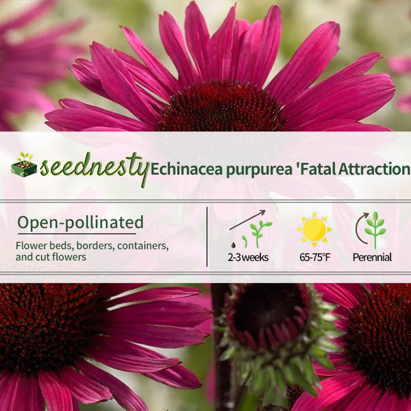 Echinacea 'Fatal Attraction' Coneflower Seeds