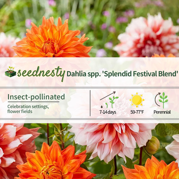 Splendid Festival Blend Decorative Dahlia Seeds