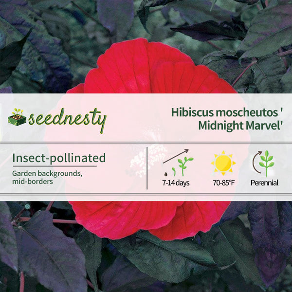 Hibiscus 'Midnight Marvel' Rose Mallow Seeds