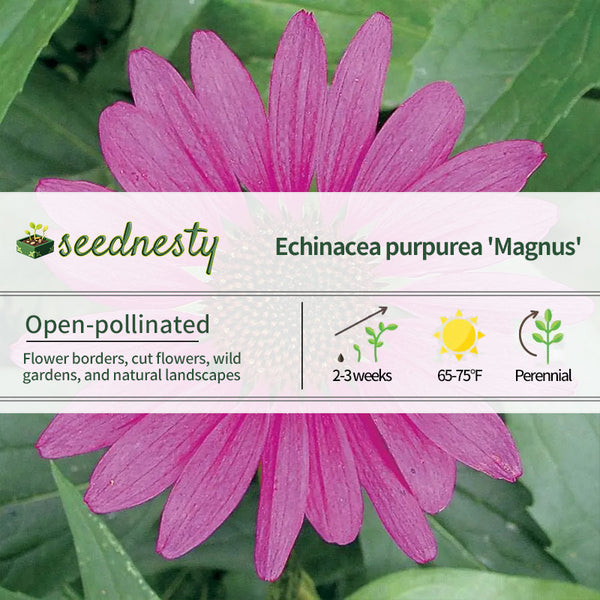 Echinacea 'Magnus' Coneflower Seeds