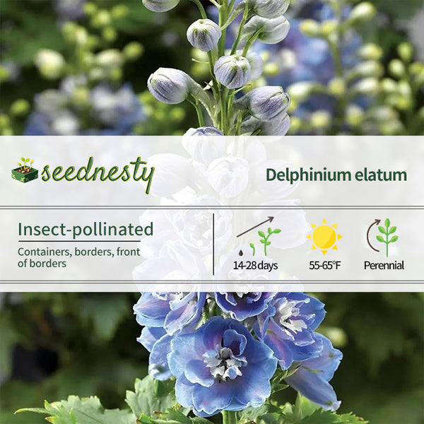 Delphina Light Blue White Bee Delphinium Seeds