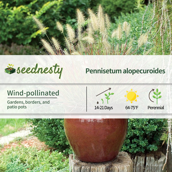 Burgundy Bunny Fountain Grass Seeds