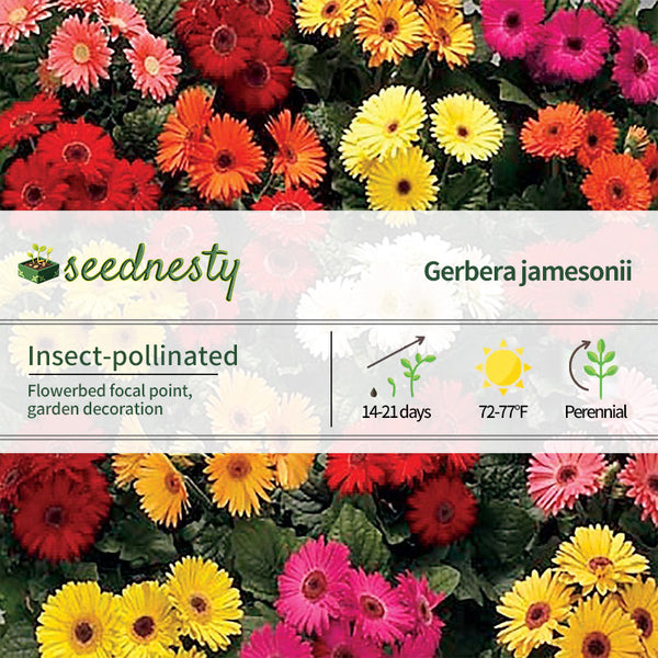 Royal Premium Mix Gerbera Daisy Seeds