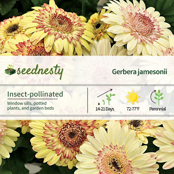 Cartwheel Strawberry Twist Gerbera Daisy Seeds