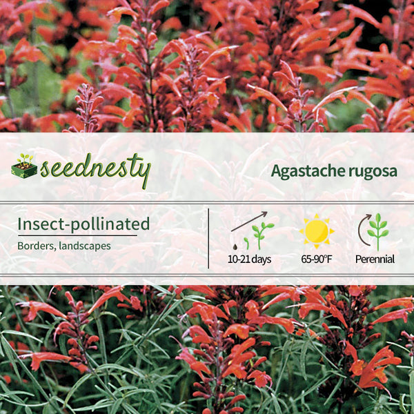 Agastache Giant Hyssop Seeds