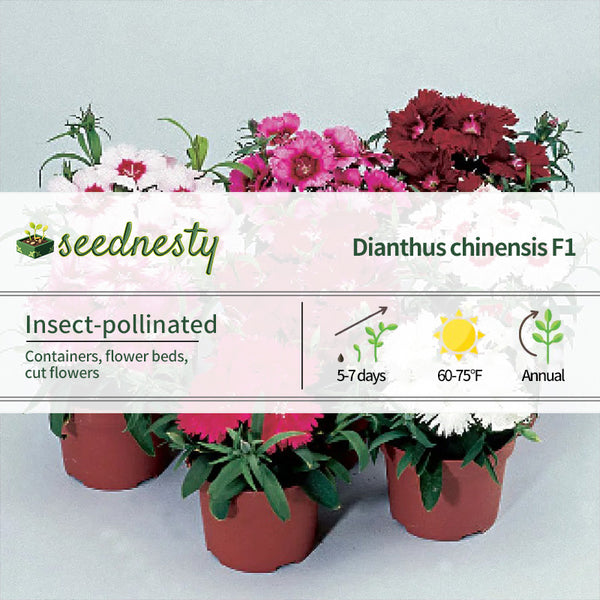 Diana Full Mix Dianthus Seeds