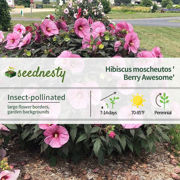 Hibiscus Summerific 'Berry Awesome' Rose Mallow Seeds