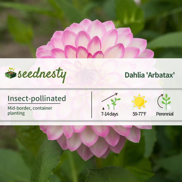 Dahlia Arbatax Decorative Dahlia Seeds