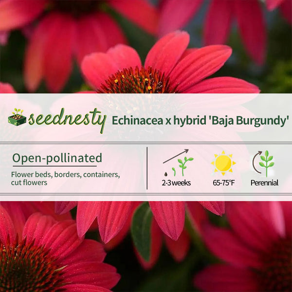 Sombrero Baja Burgundy Coneflower Seeds