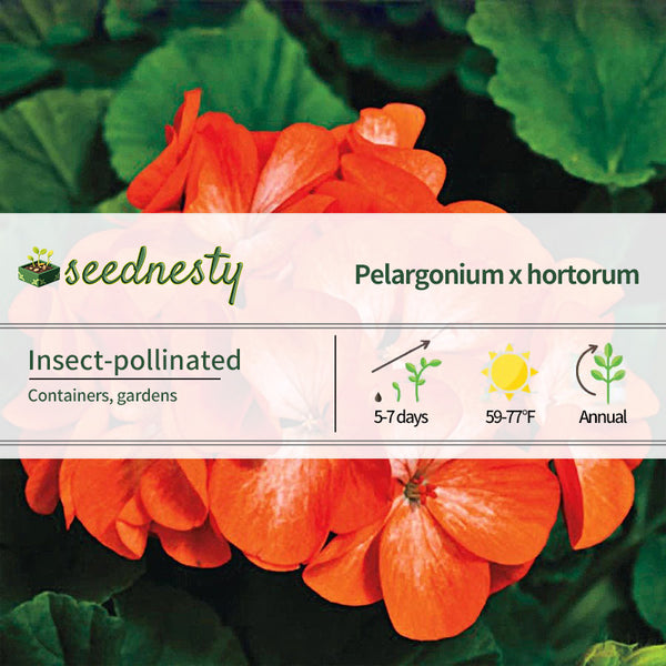 Pinto Premium Orange Geranium Seeds