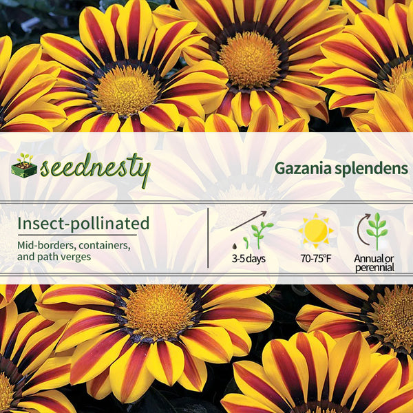 Big Kiss Yellow Flame Hybrid Gazania Seeds