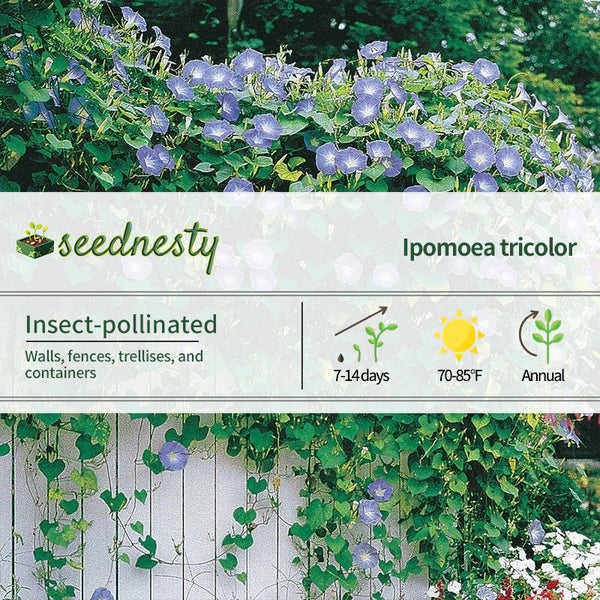 'Heavenly Blue' Morning Glory Vine Seeds