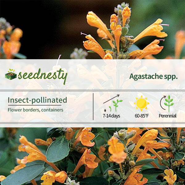 Arizona Sandstone Hyssop Seeds