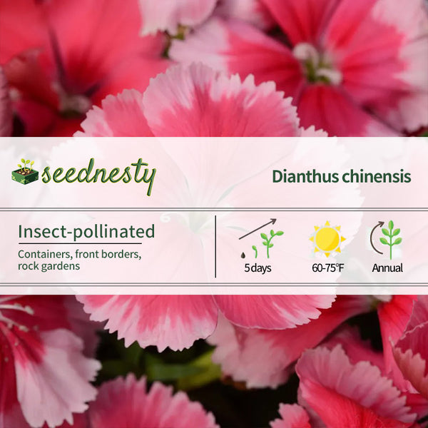 Coronet Strawberry Dianthus Seeds
