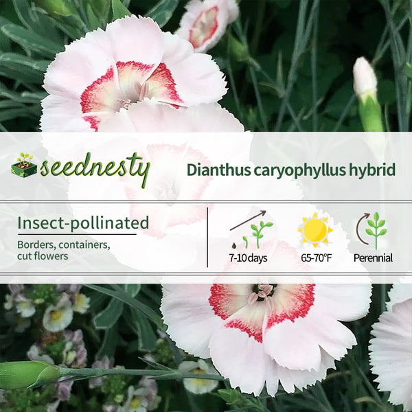 Dianthus American Pie Georgia Peach Pie Seeds