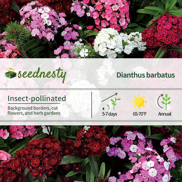 Dash F1 Mix Dianthus Seeds