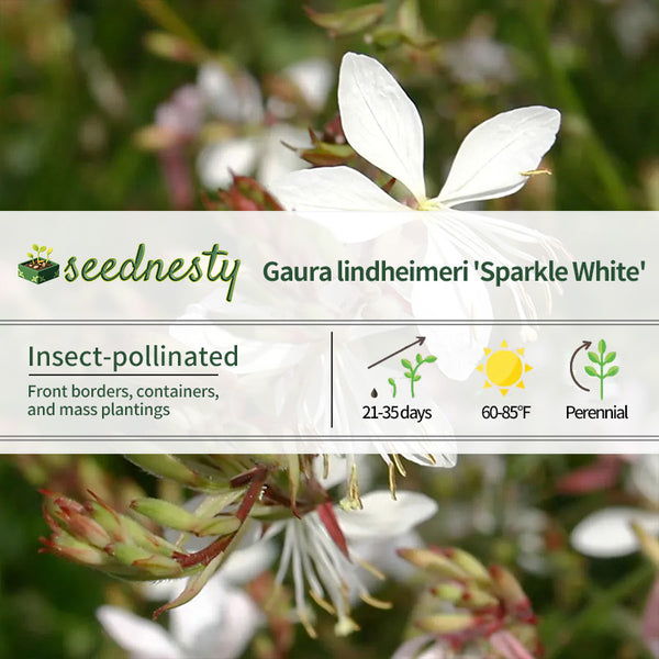 Sparkle White Gaura Seeds