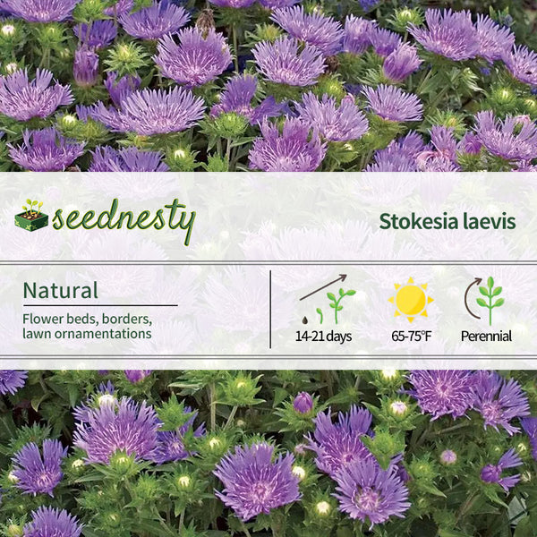 Peachie's Pick' Stokes Aster Seeds