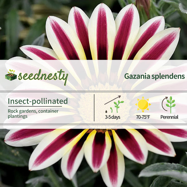 Frosty Kiss White Flame Gazania Seeds