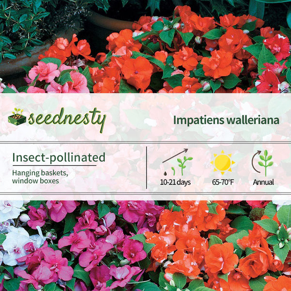 Athena Mix Impatiens Seeds