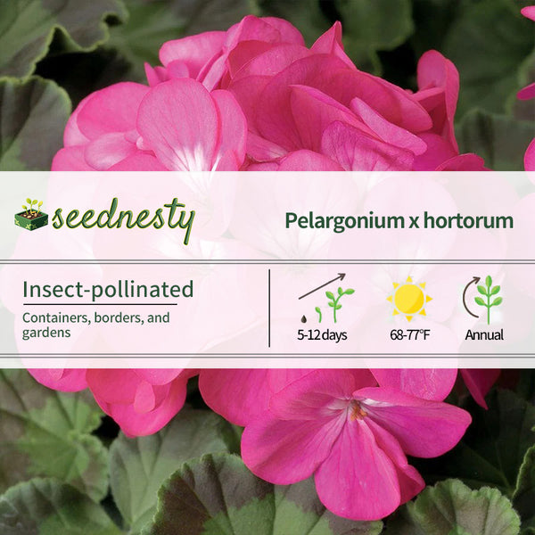 Pinto Premium Deep Rose Hybrid Geranium Seeds