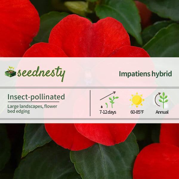 Beacon Bright Red Hybrid Impatiens Seeds
