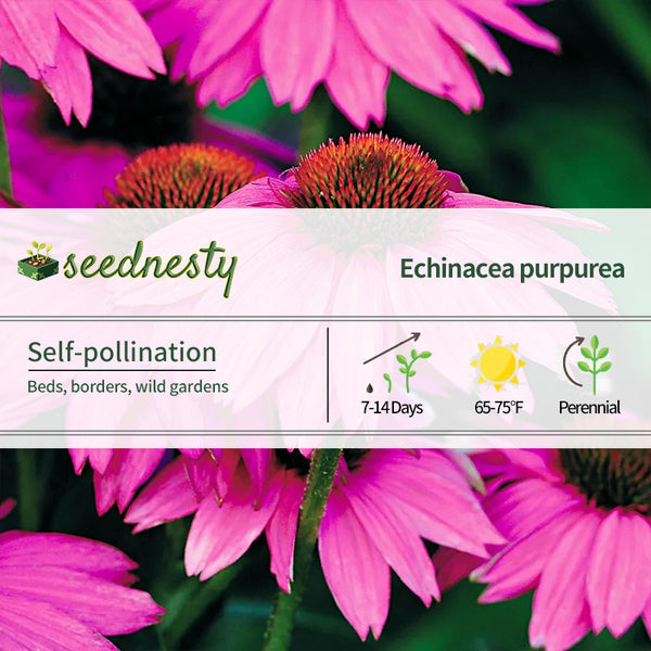 PowWow Wild Berry Coneflower Seeds