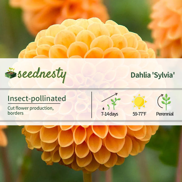 Dahlia 'Sylvia' Pom Pon Seeds