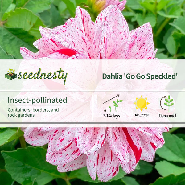 Dahlia Go Go Speckled Decorative Dahlia Seeds