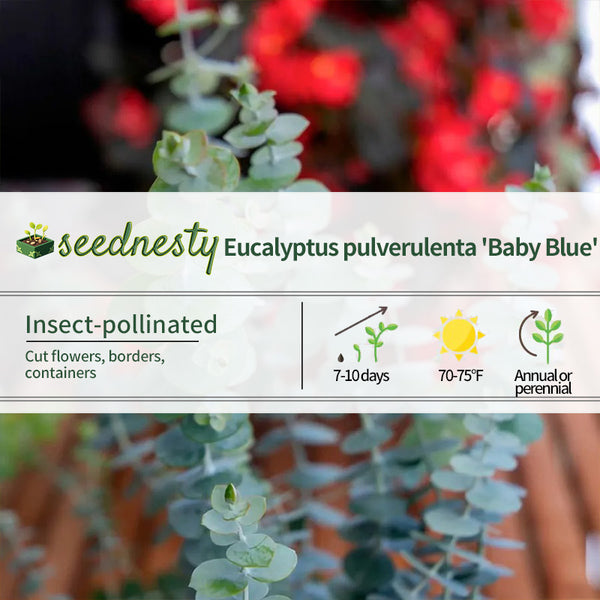 Baby Blue Bouquet Improved Eucalyptus Seeds
