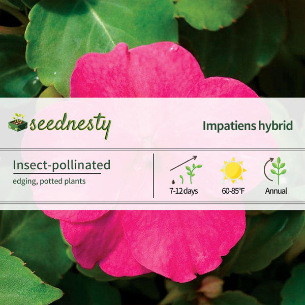 Accent Premium Rose Hybrid Impatiens Seeds