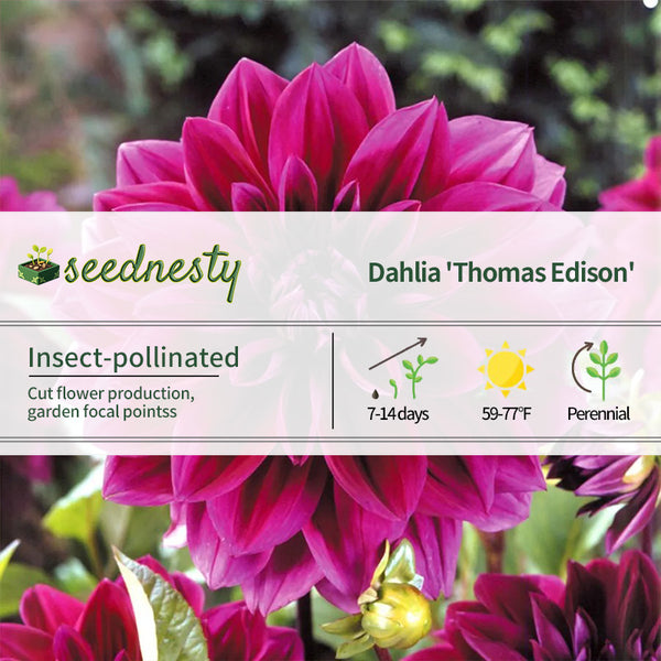 Dahlia 'Thomas Edison' Seeds