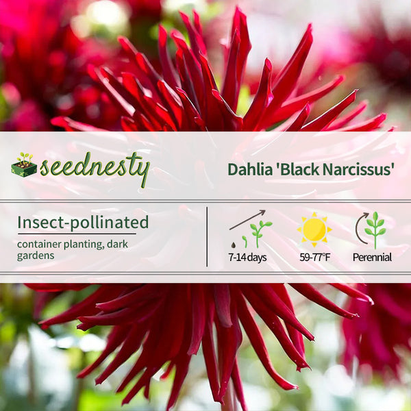 'Black Narcissus' Semi-Cactus Dahlia Seeds