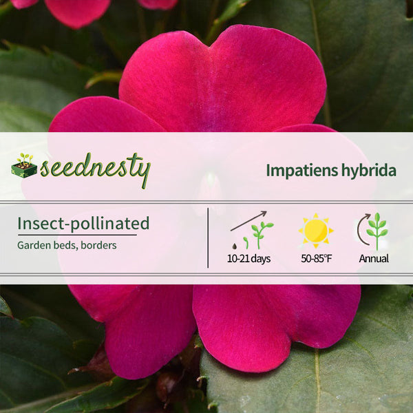 Solarscape Magenta Bliss Interspecific Impatiens Seeds