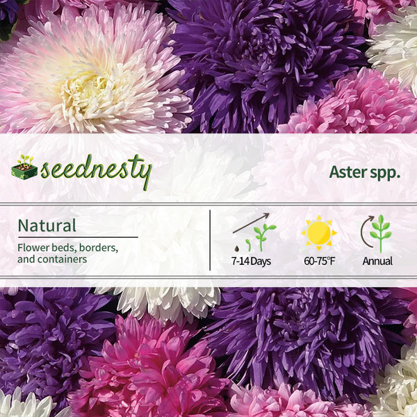 Park's Picks Mix Aster Seeds