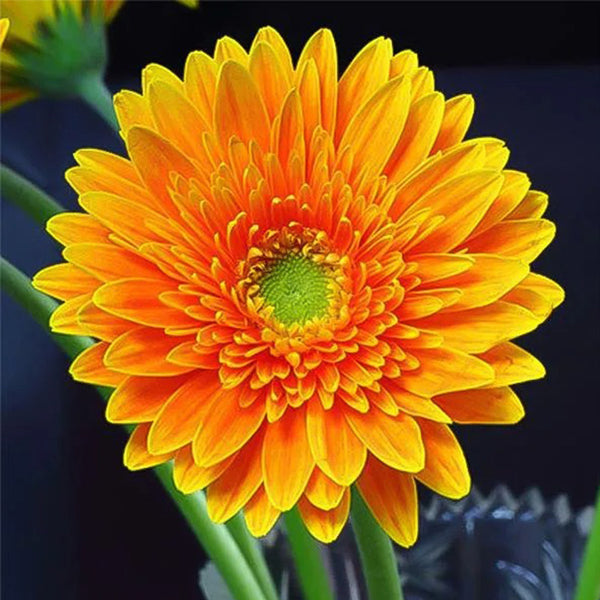 Orange Gerbera Flower Seeds,Sunflower