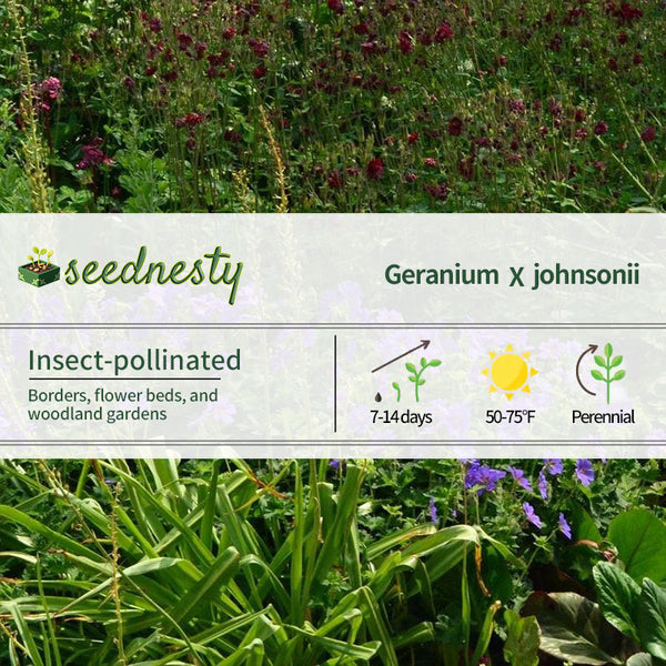 Geranium Johnson's Blue Seeds