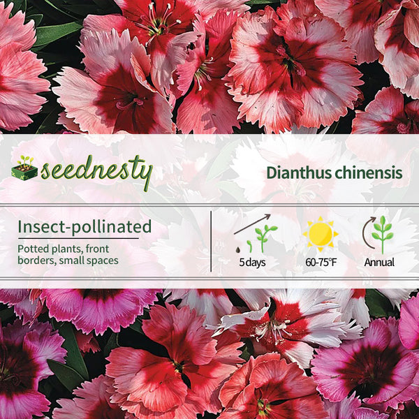 Super Parfait Mix Dianthus Seeds