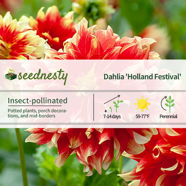 Holland Festival Decorative Dahlia Seeds