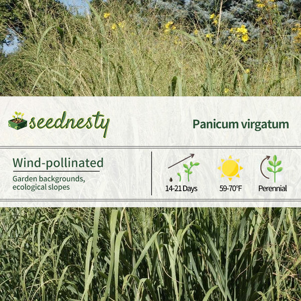 'Forestburg' Switchgrass Seeds