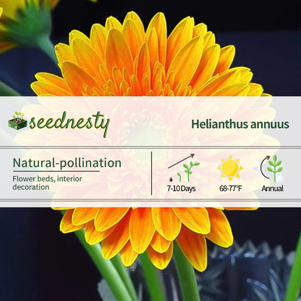 Orange Gerbera Flower Seeds,Sunflower