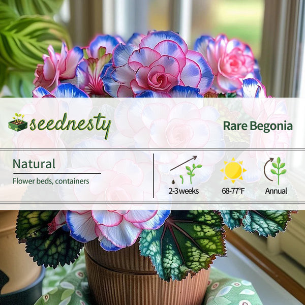 Rare Begonia Seeds - Blue and Pink