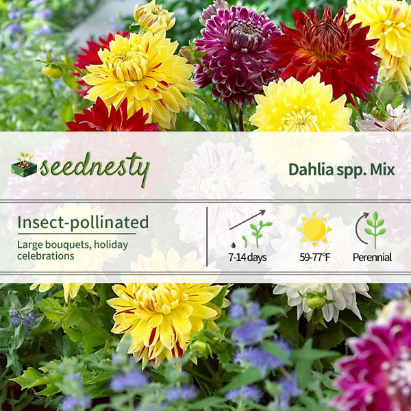 Dahlia Giant Dinnerplate Mix Seeds