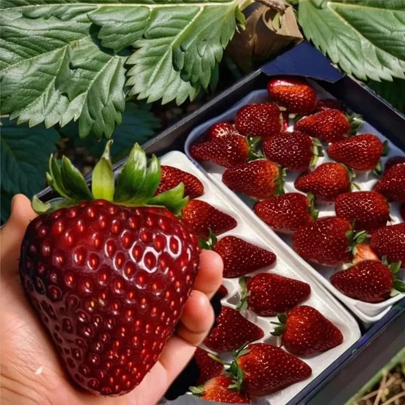 black pearl strawberry seeds Black Pearl Strawberry Seeds