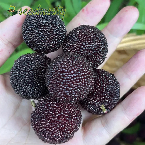 Giant Bayberry Seeds